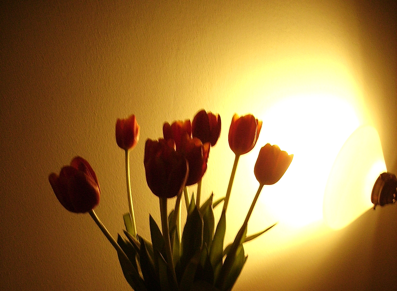[tulips+for+nmj.JPG]
