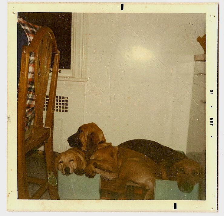 [dogs1970.jpg]