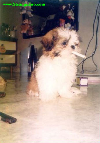 [Little+dog+smoking.jpg]