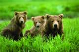 [Alaskan+Bears.jpg]