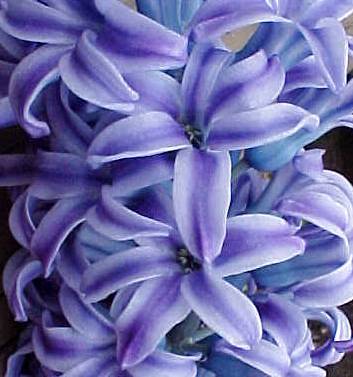 [silk-hyacinth.jpg]