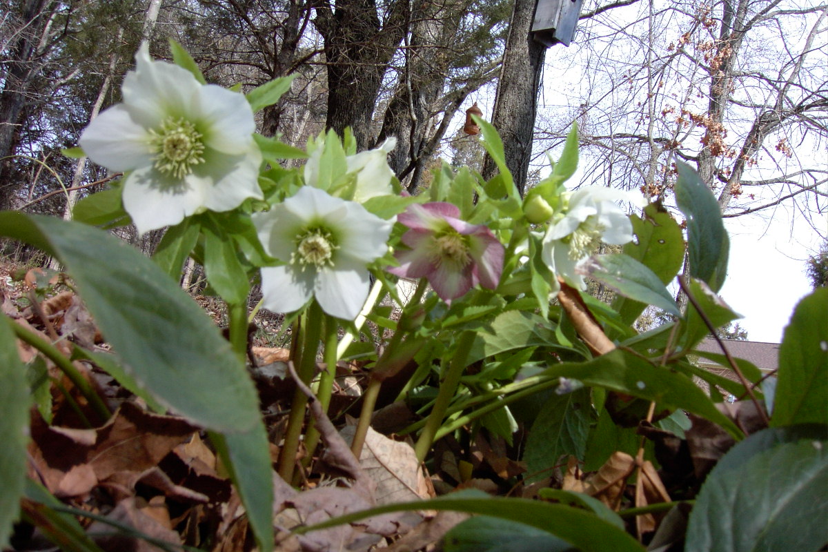 [White+Clump+with+Pink+Stripe+Helleborus+in+clump.JPG]