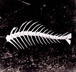 [fish+skeleton+01.jpg]