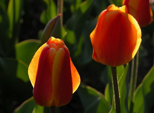 [tulips800-4842.jpg]