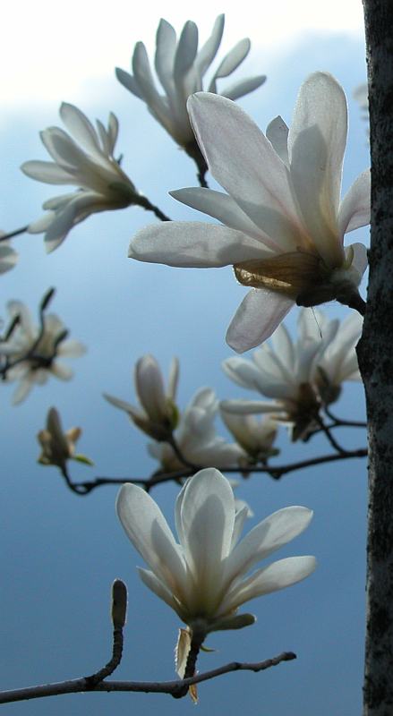 [magnolia797-4649.jpg]