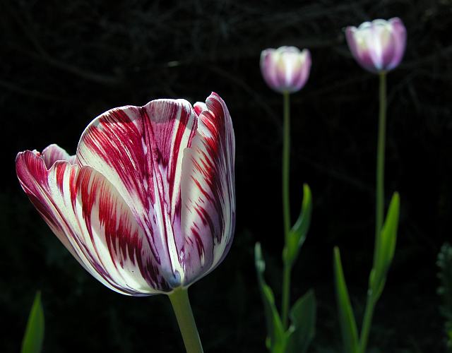 [tulips811-5921.jpg]