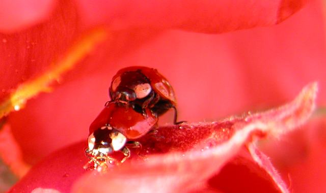 [ladybugs830-7473.jpg]
