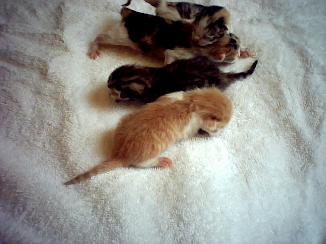 [baby+kittens+birth+daty020.jpg]