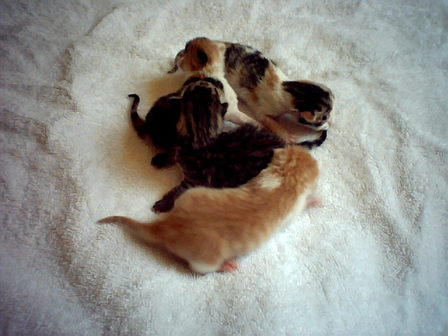 [baby+kittens+birth+daty023.jpg]