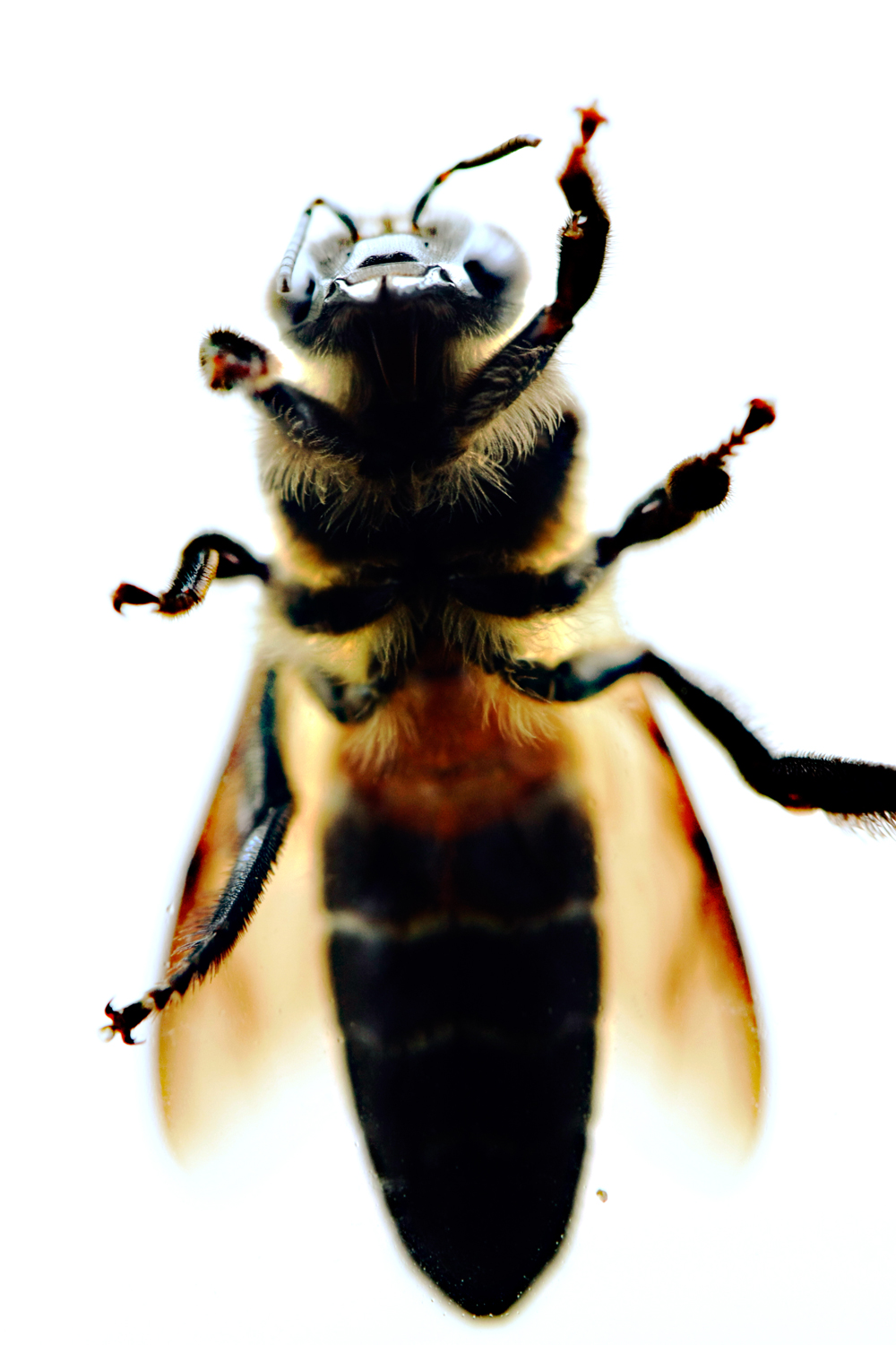 [Bee2.jpg]