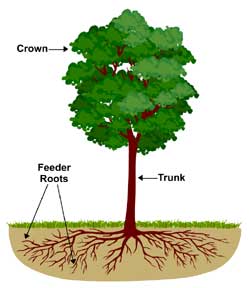[land_tree_roots_250.jpg]