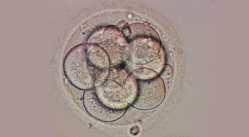 [embryo02_lg.jpg]