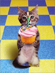 [Birthday-Cat.jpg]
