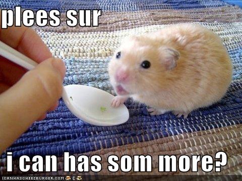 [funny-pictures-hamster-wants-more.jpg]