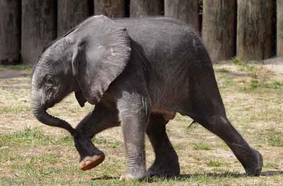 [Baltimore+Zoo+Baby+Elephant.JPG]
