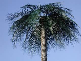 [close-up_of_tree_with_areca_fronds_and_gray_trunk(.5).jpg]
