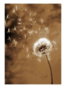 [550082~Dandelion-Seed-Blowing-Away-Posters.jpg]