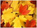 [fall+leaves]
