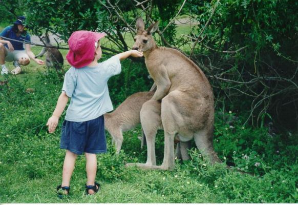 [kangaroo+sex.jpg]