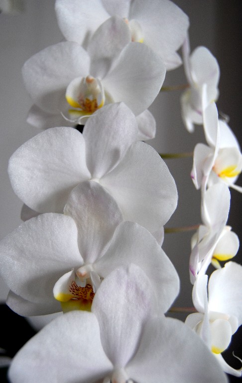 [lisa's+orchid.jpg]