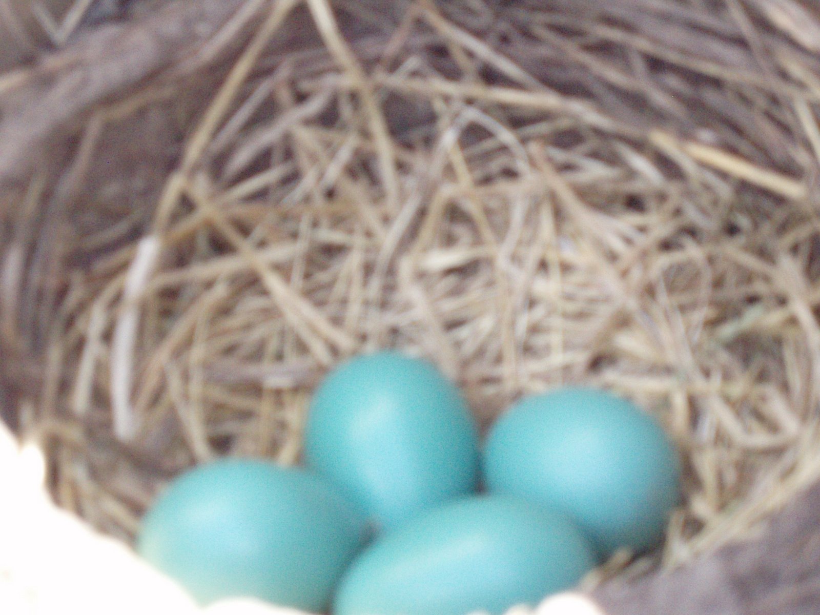 [robins+eggs+6-1-08.jpg]