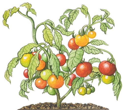 [tomate+plant.JPG]