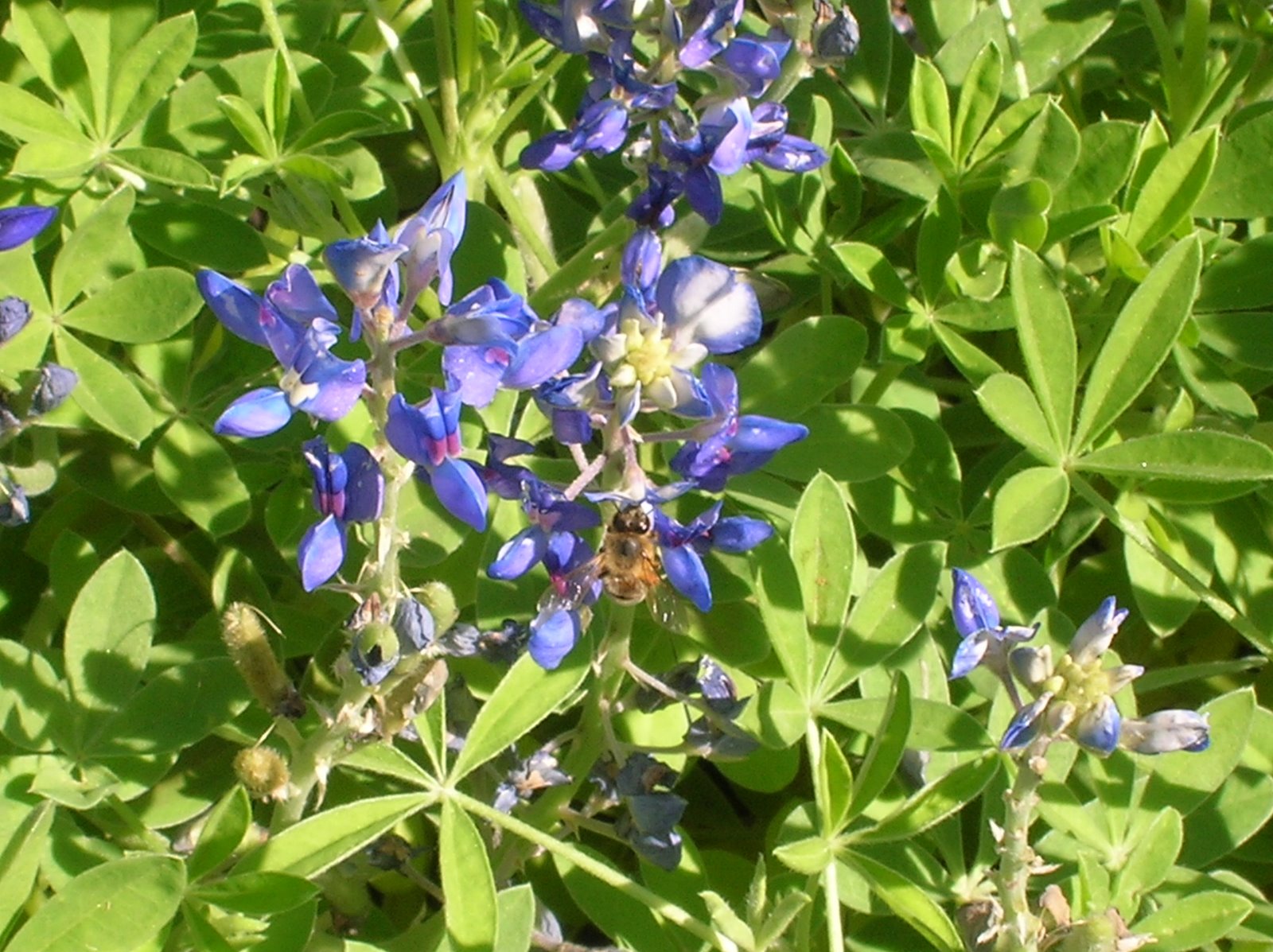 [The+Bluebonnet+and+the+Bee.JPG]