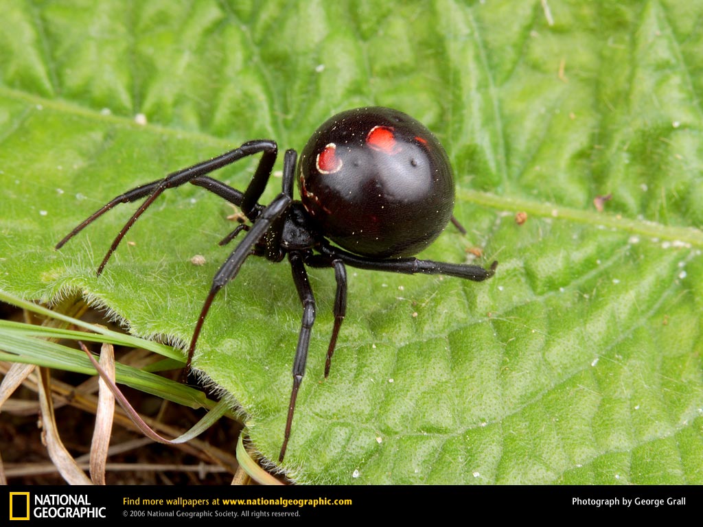 [black-widow-spider.jpg]
