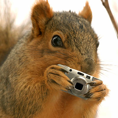 [Squirrel_Shoots_Back.jpg]