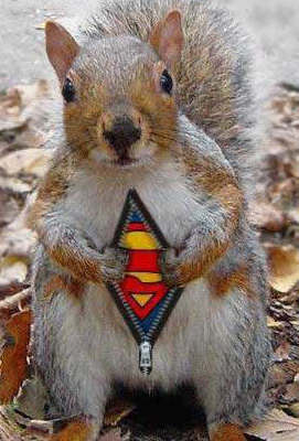 [Squirrel superman.jpg]