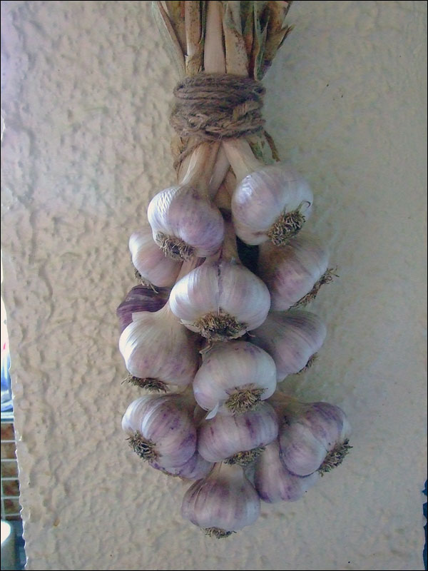 [garlic-3.jpg]