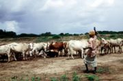 [180px-Somali_cattle.jpg]