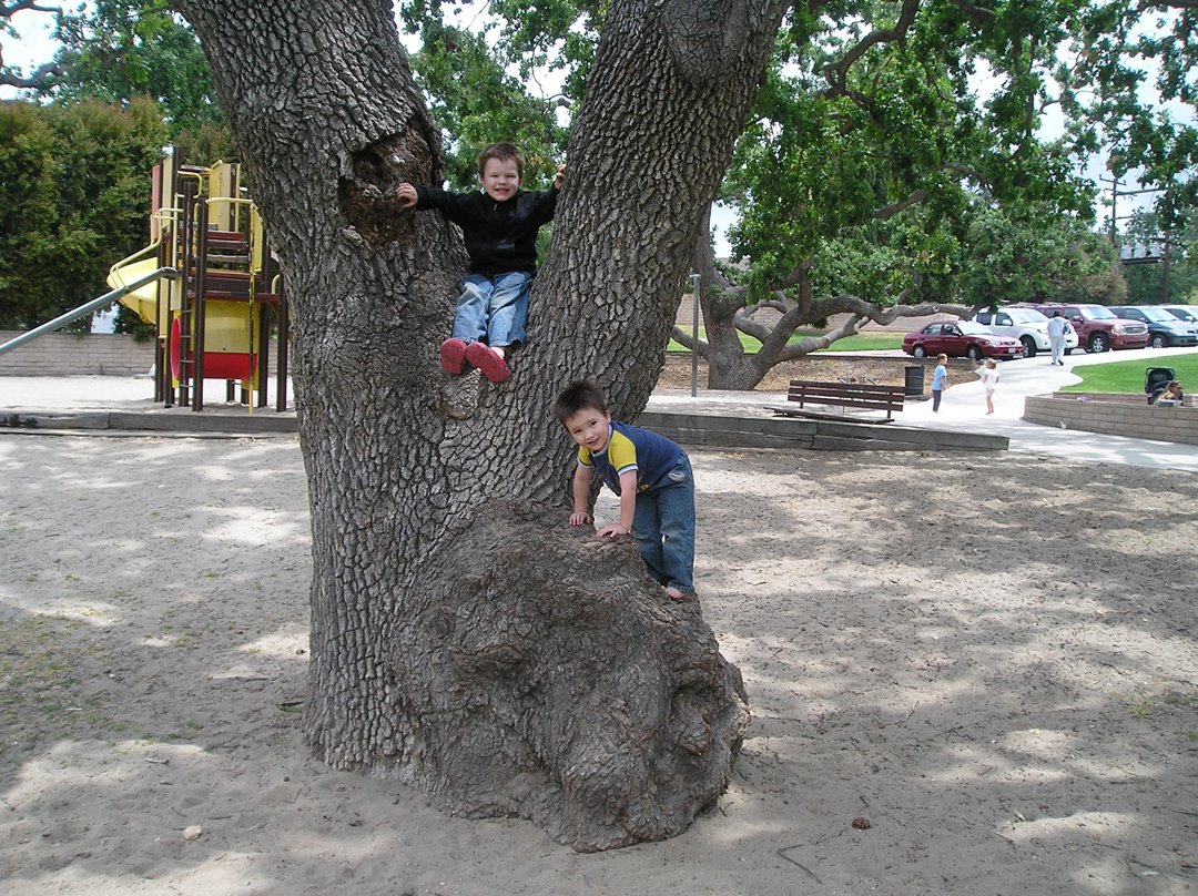 [Park+Ben+&+Nathan+Climbing+Tree+2.jpg]