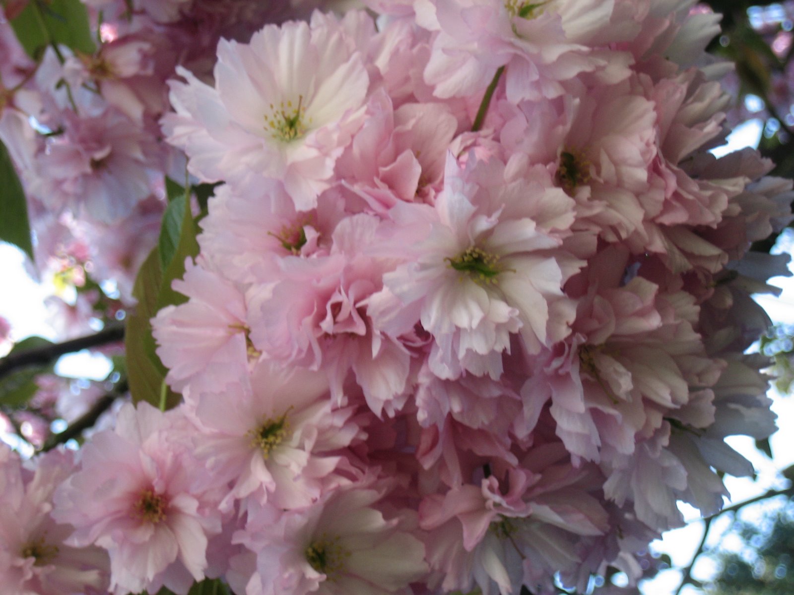 [10-05-06-Kirschblüte+3.jpg]