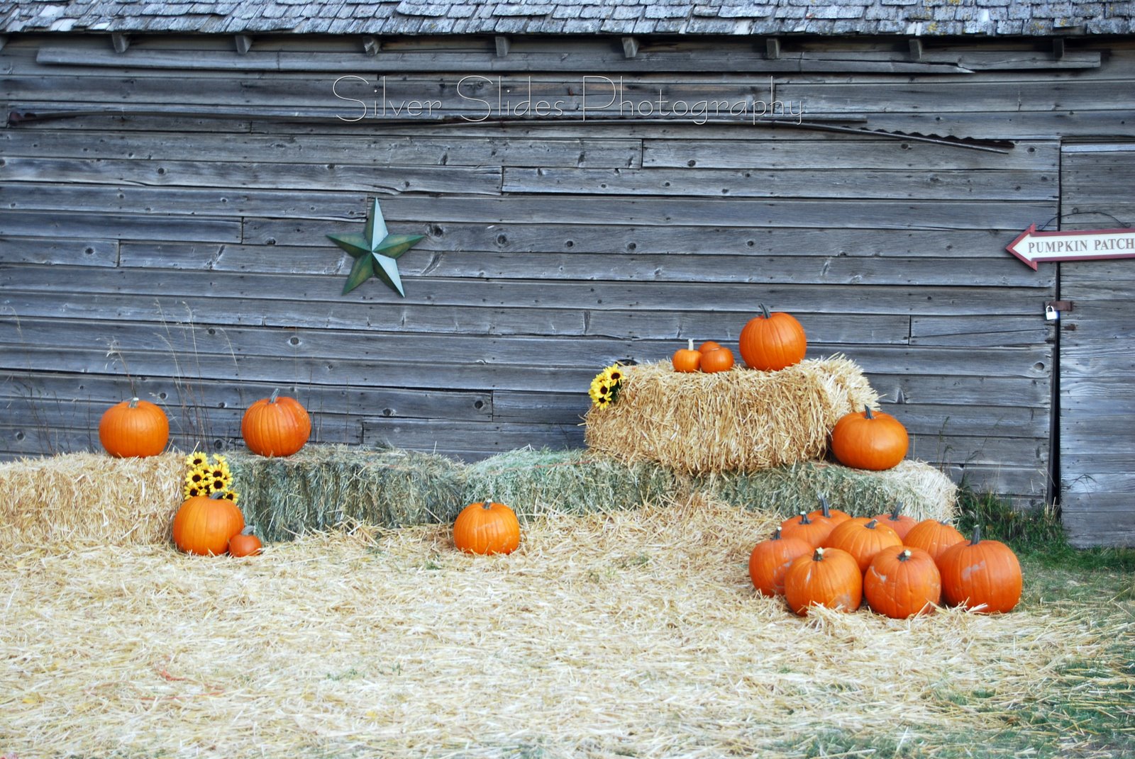 [photo+pumpkin+patch+(2).jpg]