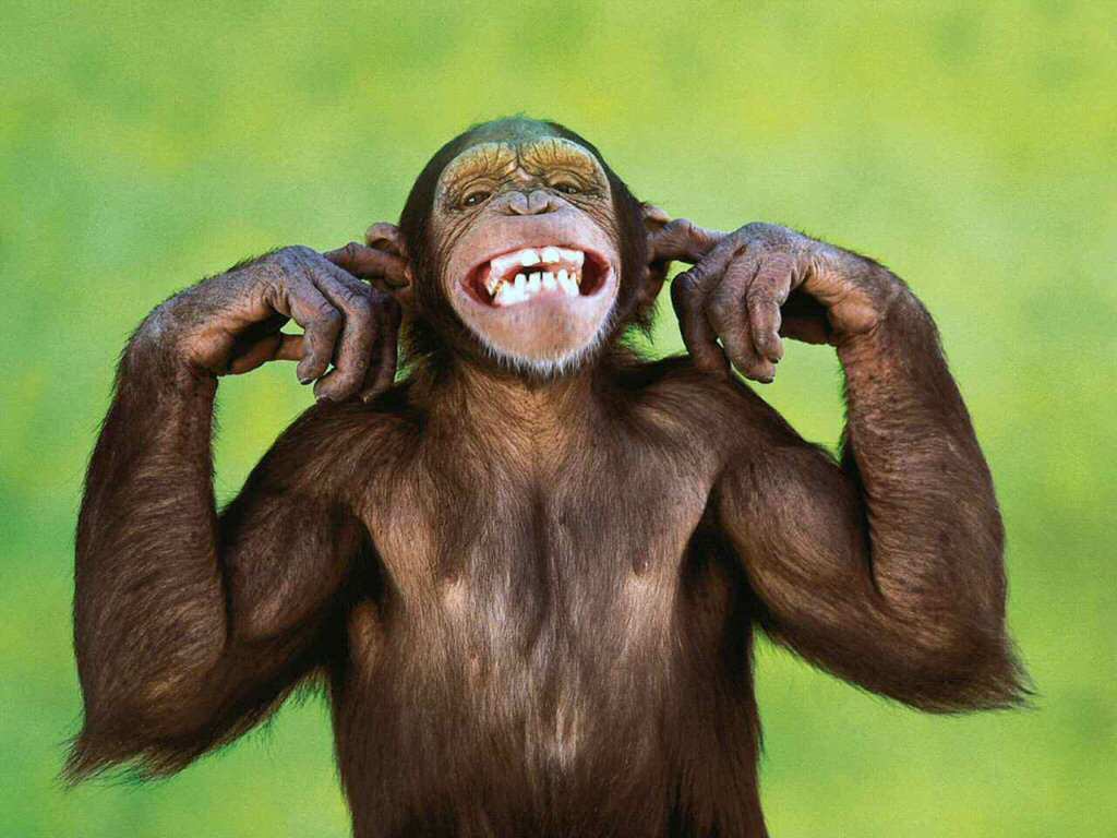 [macaco+feliz.jpg]