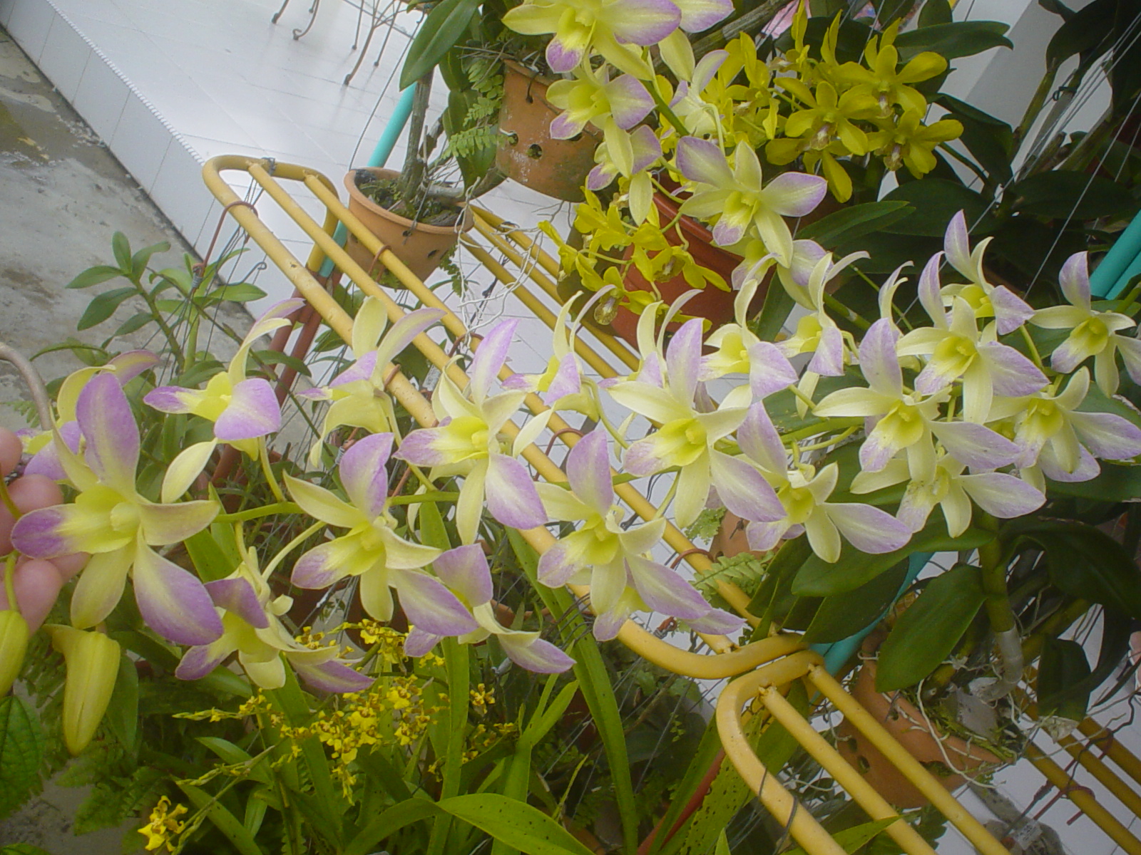 [orchids2.JPG]