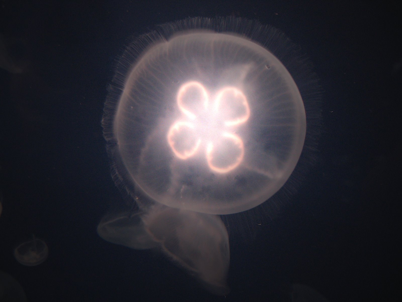 [jellyfishlight.jpg]