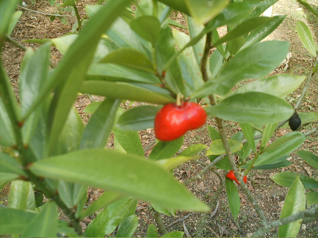 [tomate+floreado.JPG]