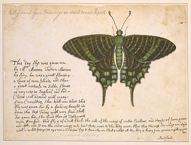 Emerald moth (Urania leilus)