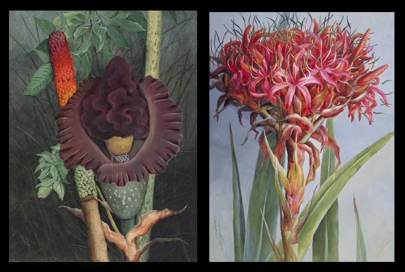 [[Amorphophallus+Flower+and+Fruit+]+c.1916–1917+and+[Gymea+Lily+(Doryanthes+excelsa)]++c.1892.JPG]