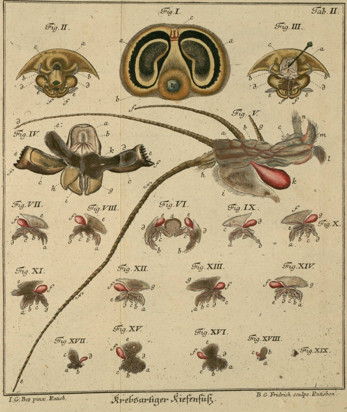 engraving of insects