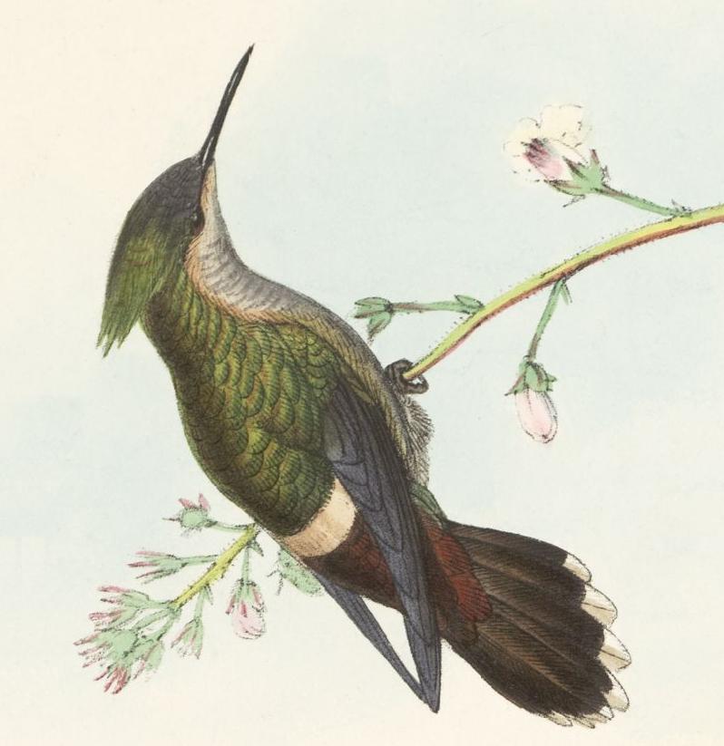 Lophornis verreauxi - Gould hummingbird illustration