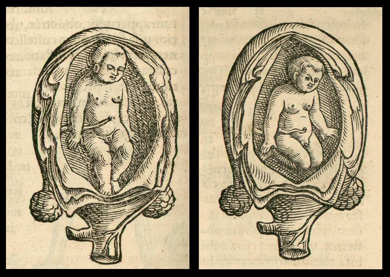 babies in-utero