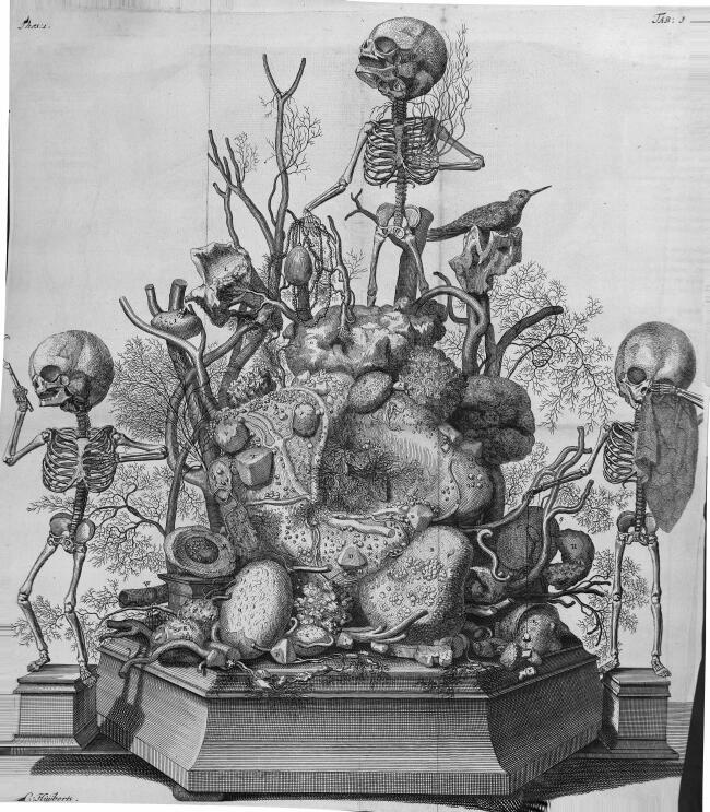 Ruysch fetal skeleton displays - 1601
