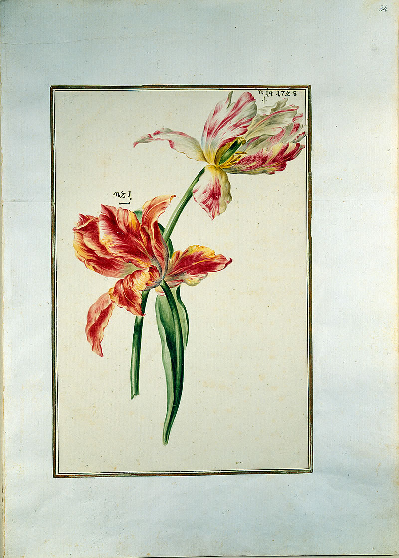 German flower watercolour 1730