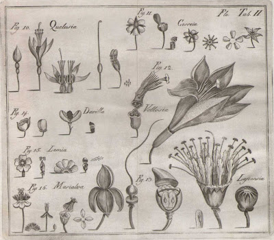 plant part images b - Portuguese natural history 1788
