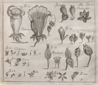 plant part images a - Portuguese natural history 1788
