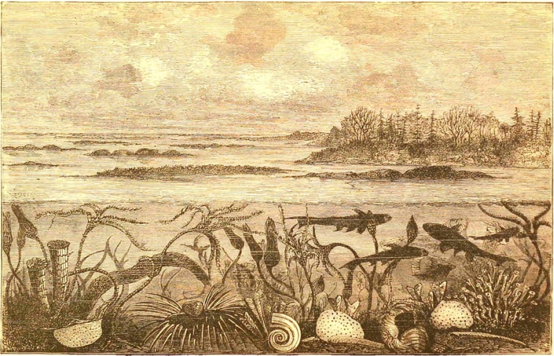 marine life in the Carboniferous Period