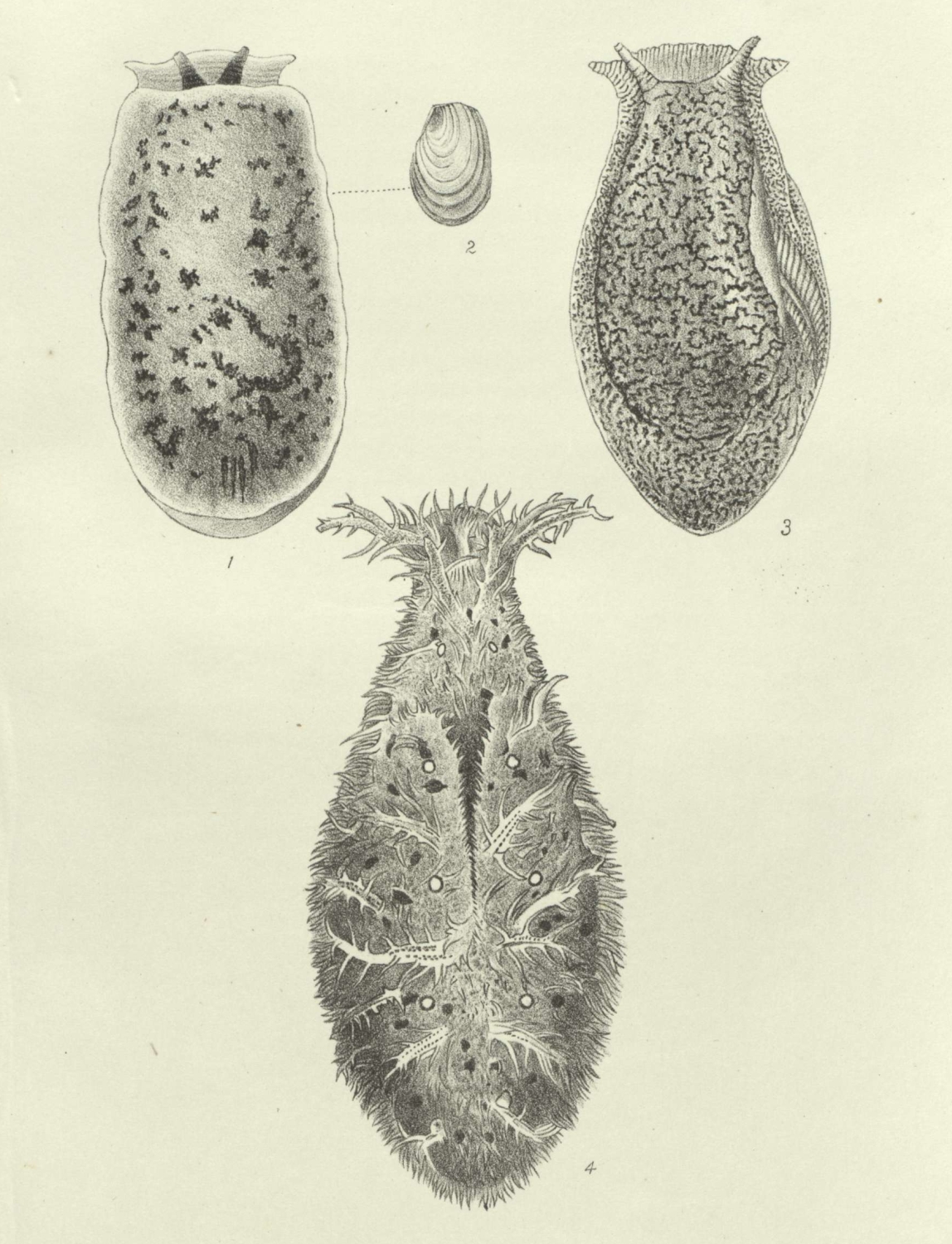 [New+Opistho-Branchiate+Mollusca.+Volume+11,+1878.jpg]